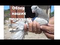 Выводные пискуны 2022 года/номер87012184683