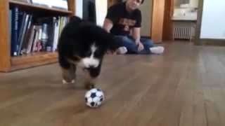 Bernese Mountain Dog puppy attacks ball