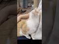 ピーポー母ちゃんの甘えっぷりが可愛い #保護猫 #shorts