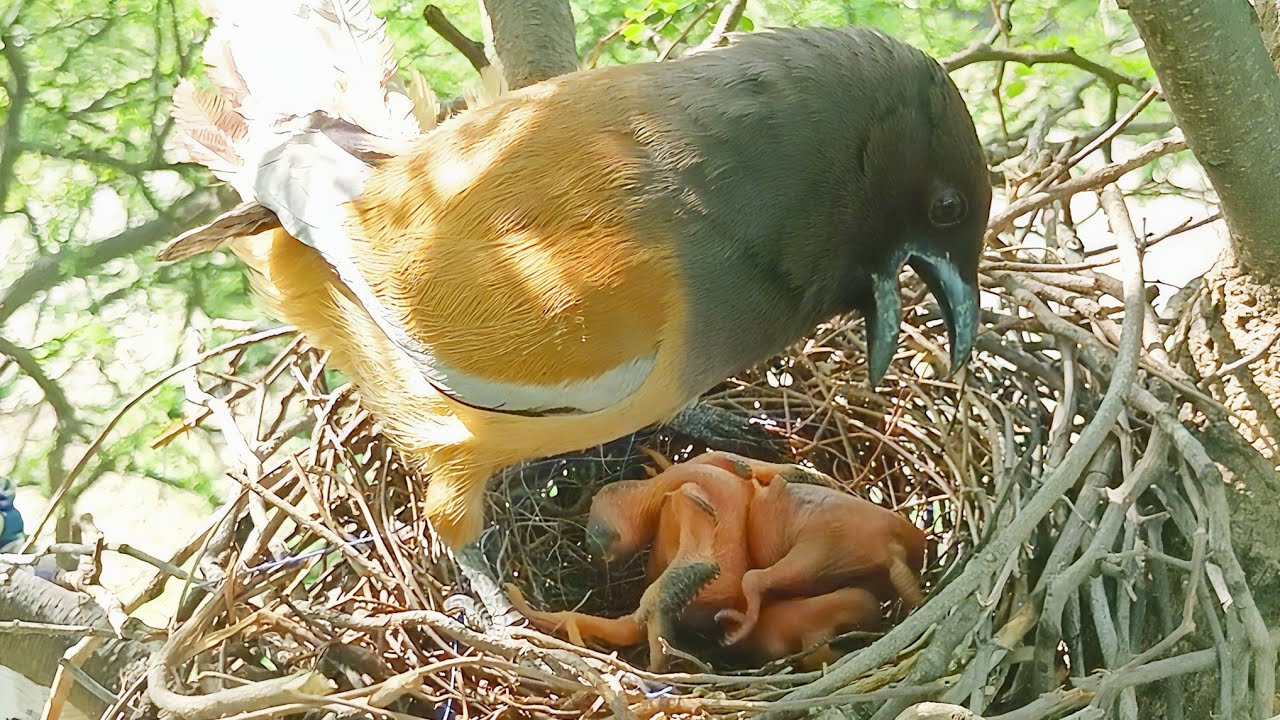 Mother birds watching the nest secne Cuckoo baby throwing the baby's ...