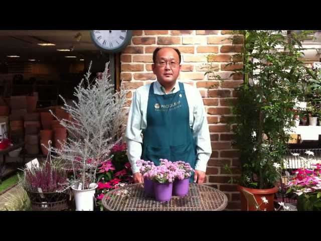 ミセバヤの育て方・日常管理 - YouTube