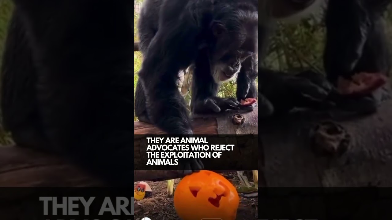 Chimp Sanctuary Provides Forever Homes For Rescued Primates!