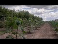Prparation du sol avant la plantation de paulownia