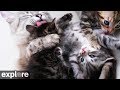 Kitten rescue cat cam powered by exploreorg