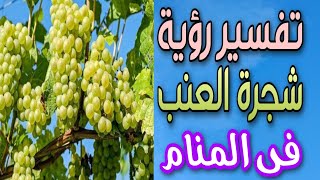 تفسير رؤية شجرة العنب فى المنام | ما معنى رؤية أشجار العنب فى المنام