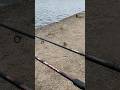 Что за чудо-птица?! #fishing #рыбалканафидер #рыбалка #рыбалка Истра #фидер #природа #красота