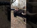 Київський зоопарк зараз♥️