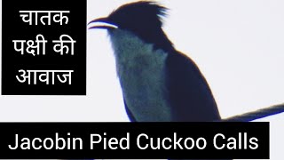 चातक पक्षी की आवाज/Jacobin Pied Cuckoo Sounds/Crested pied Cuckoo Calls