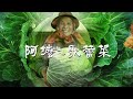 「阿嬤ㄟ歌蕾菜」~澎湖高麗菜文化紀實錄