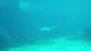 2019/06/28 Atlantis - Giant Manta Ray