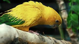 Fascinating Details and Quick Facts About the Green Cheek Conure by Animals & Pets 211 views 5 years ago 5 minutes, 33 seconds