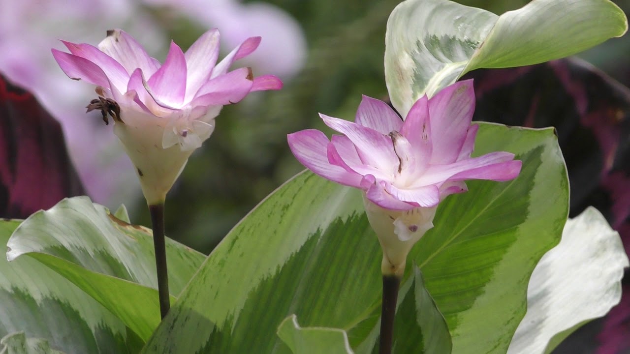 Семейство Марантовые. - YouTube