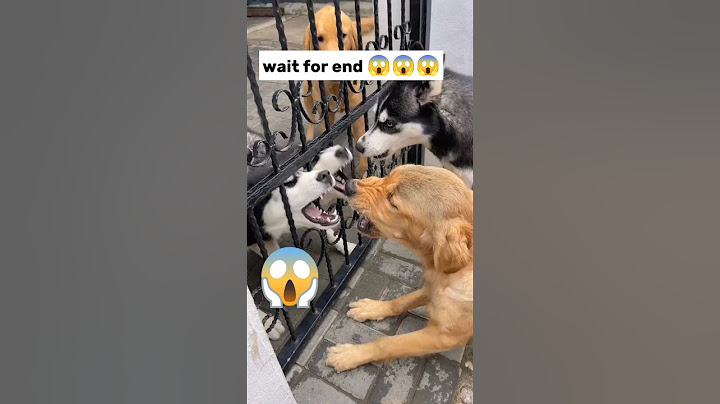 😱Real gang war dog video Istreet dog fight video|#shorts #dog #fight #dogs ‎@MrBeast 