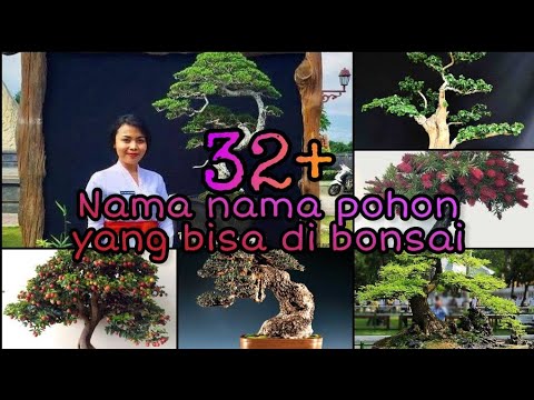 JENIS POHON YANG BISA DI BONSAI SERTA PENJELASAN NYA