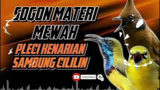 MASTERAN SOGON ‼️ MATERI MEWAH | PLECI KENARIAN SAMBUNG CILILIN!! #sogon #sogongacor #sogokontong