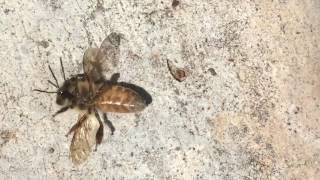Bees A Short Documentary