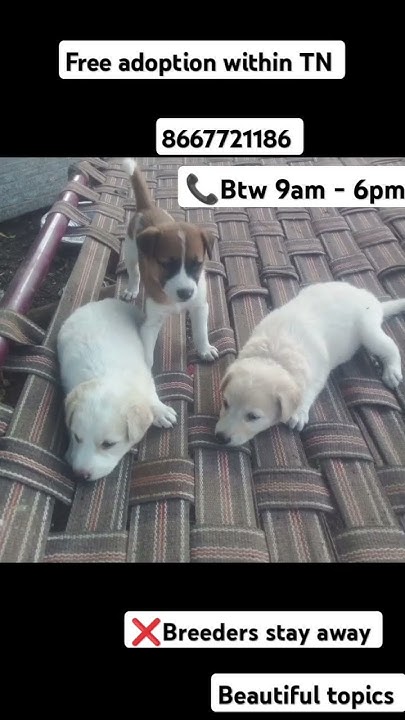 Female Puppies For Adoption In Erode urgent Adoption petlovers shorts female-puppies-for-adoption-in-erode-urgent-adoption-petlovers-shorts