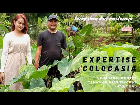 #tanamanhias #landscape sharing ilmu dengan expertise flora|juara nasional kelas colocasia