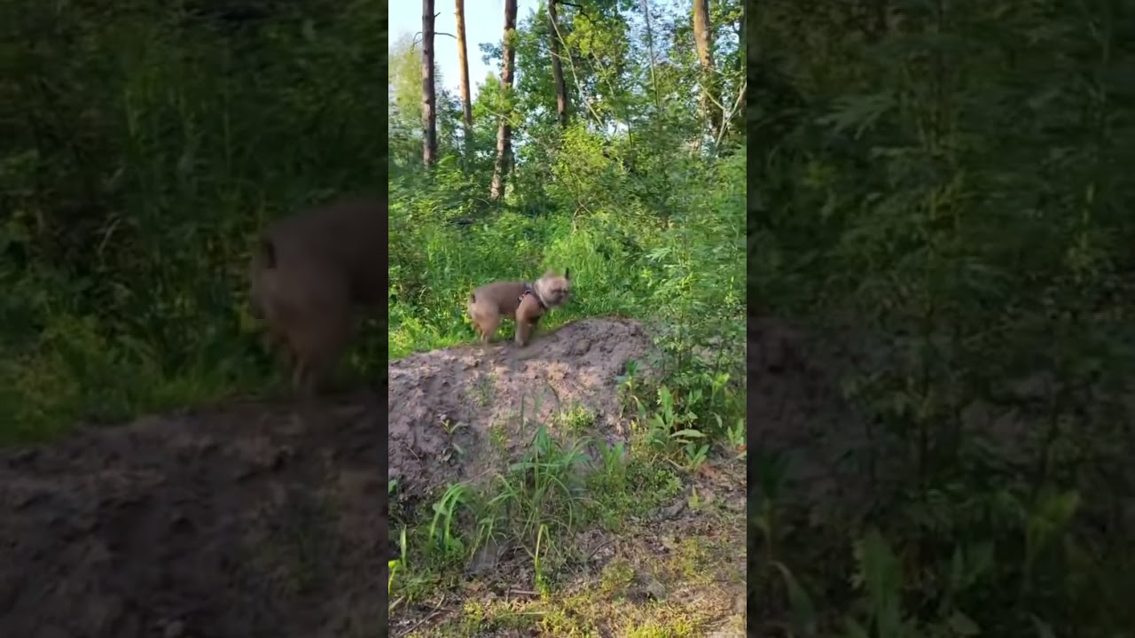 #bulldogfrances #frenchbulldog #frenchie #frenchbulldoglife #bulldog #poki #puppy #pets #ukraine