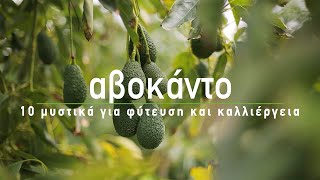 🥑 Αβοκάντο: 10 μυστικά για φύτευση και καλλιέργεια - How to Grow Avocados (English subs)