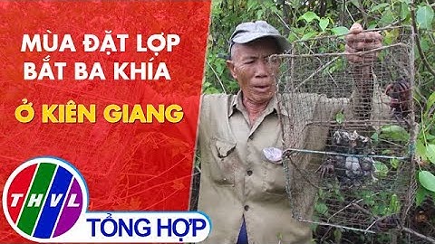 Mùa đặt lợp bắt ba khía ở Kiên Giang