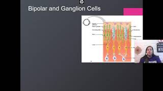 3-2 Flipped Notes--Vision (Anatomy)
