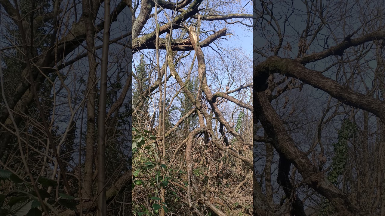 broken branches off old tree blocks my way home after bad weather wales