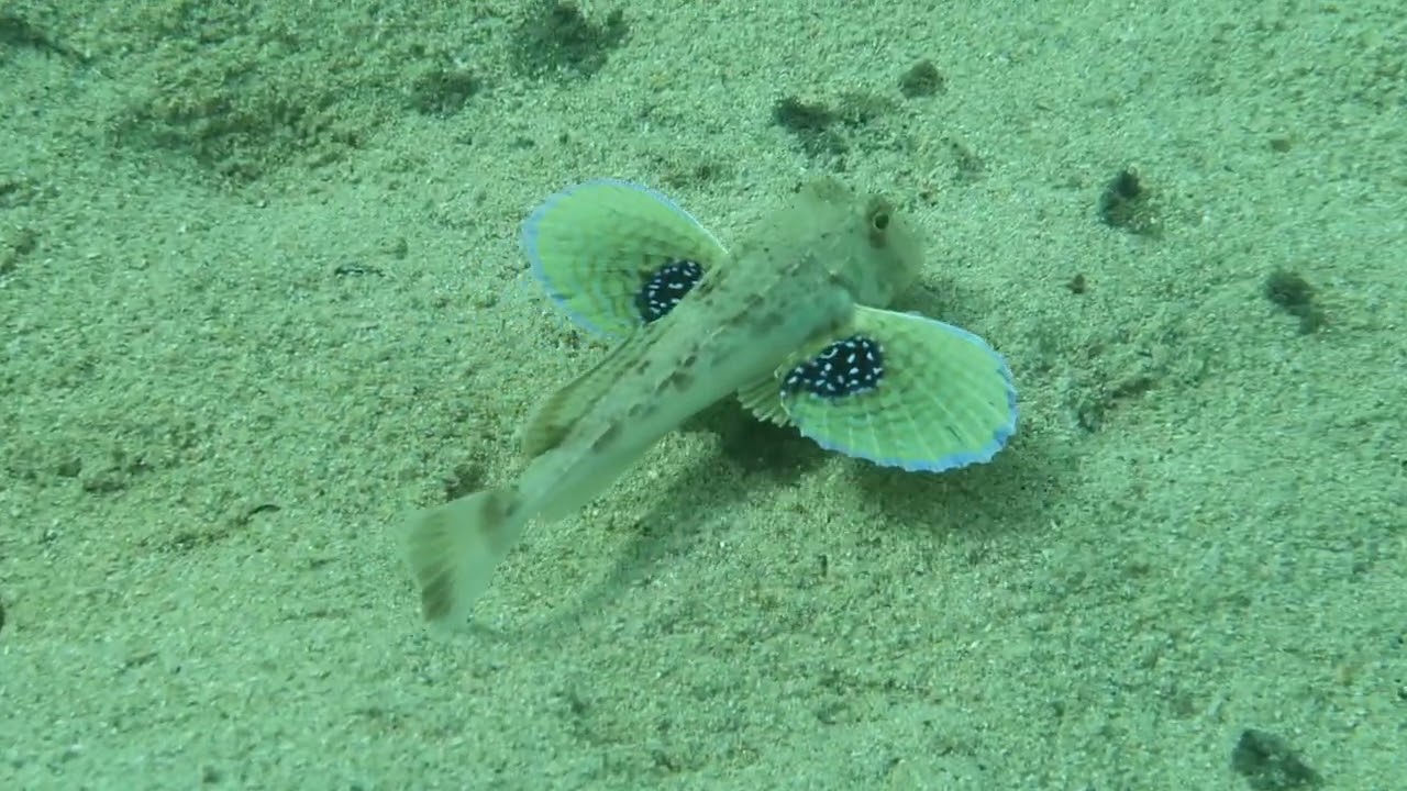 Tub gurnard Chelidonichthys lucerna in Malta