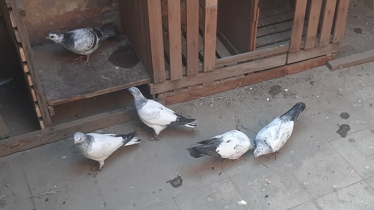 نش الزغاليل وجبنا حمام جديد🕊🕊🕊🕊