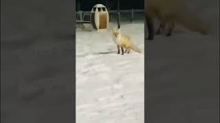 Возле Дома культуры речников в Ахтубинске засняли красавицу лисичку