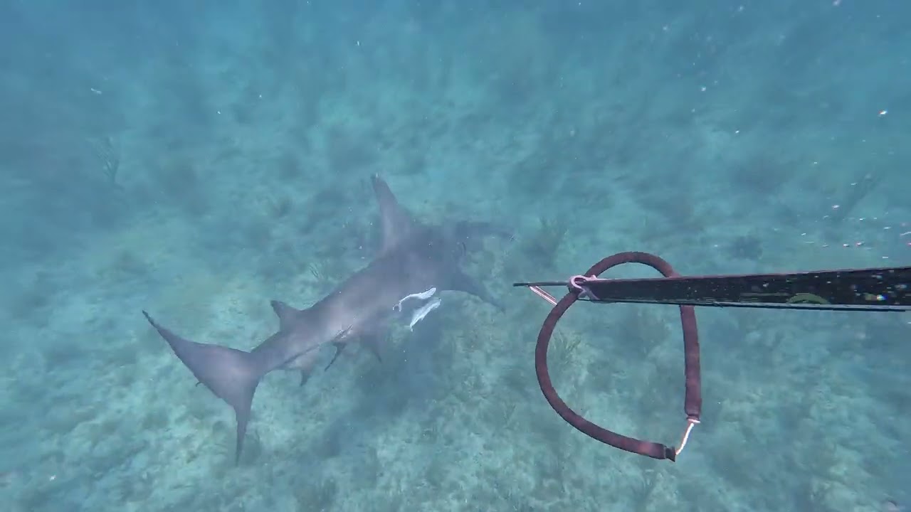 NO FREE DINNER! Florida Beach Dive Hammerhead Shark management