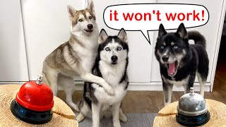 Husky Dogs Teach a Puppy And a Cat! Ring the Bell and Get a Treat