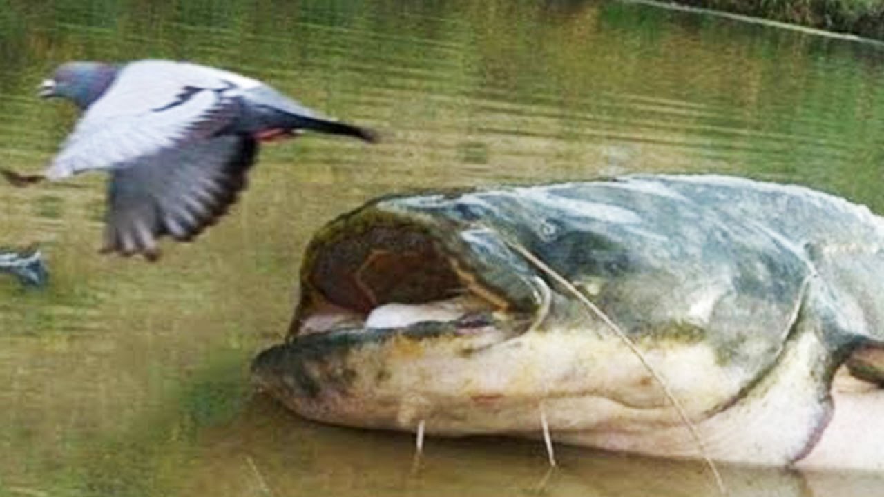 The Bird Eating Catfish