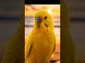 Вилли летит на Майорку 🦜 Wie spät ist es? Учим время по-немецки ⏰#birds #fun #funnyshorts
