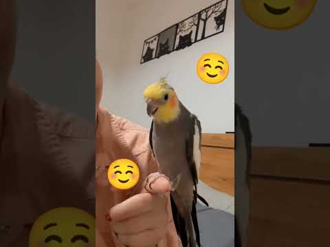 نفری یدونه بوس بفرستین براش   لایک