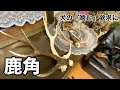 犬の噛む欲求解消　鹿角【Doberman】