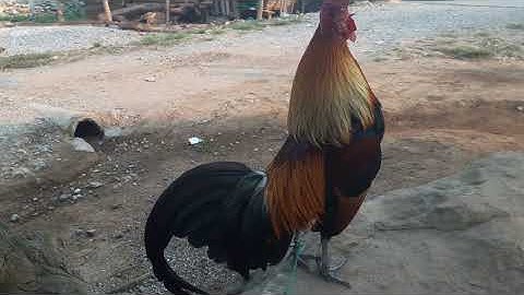 Los peb saib V,bh,vwj cov qaib qus nawb