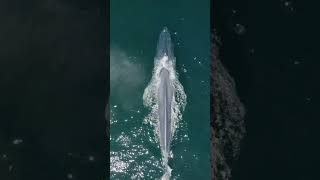 Blue whale breathing spouting fountain of water and diving deep into calm green ocean waters #shorts