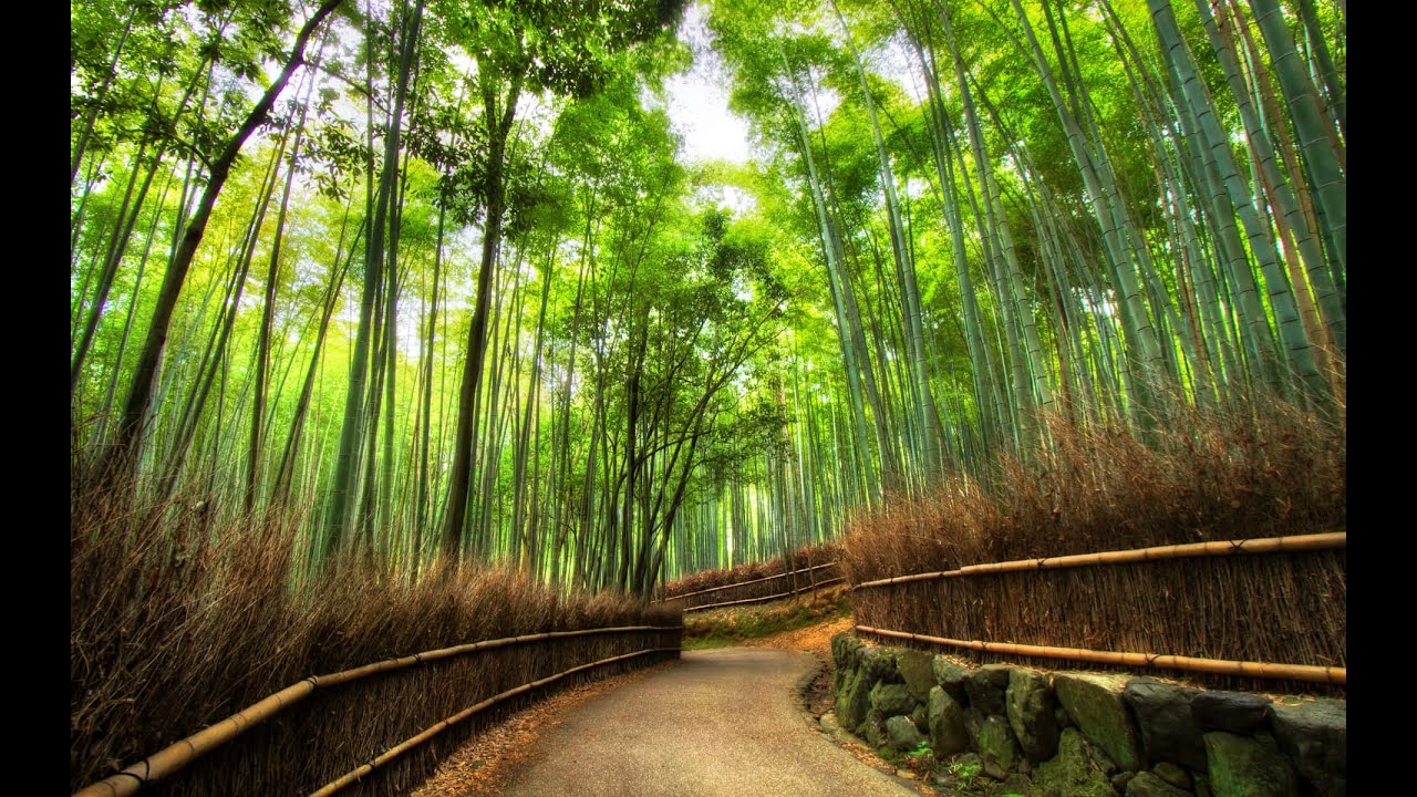 You Won’t Believe This Magical Bamboo Forest in Japan!