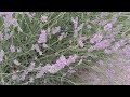 Levendula ültetvényem virágzása és a zümik. @