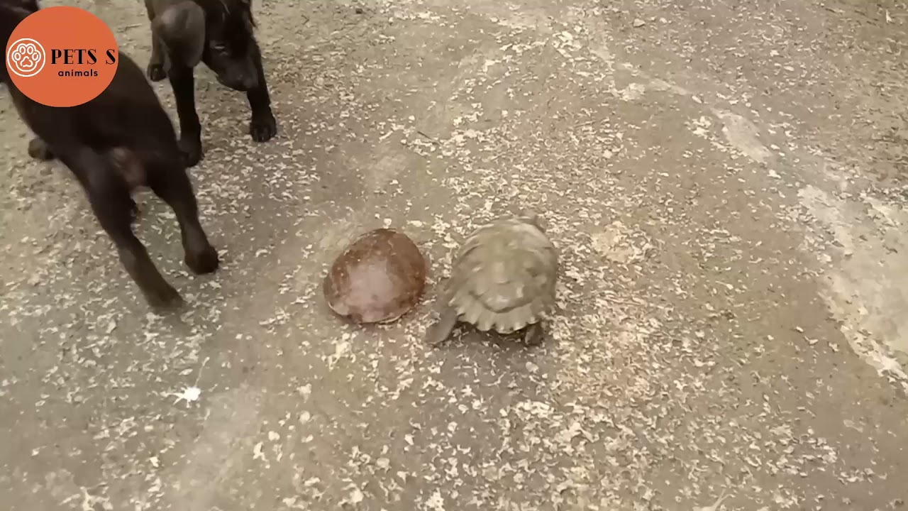 Roman and raven shepherd playing with turtle 🐢