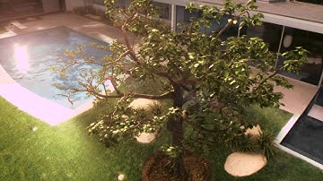 Tree Growth - created in Lightwave for the movie A Thousand Words