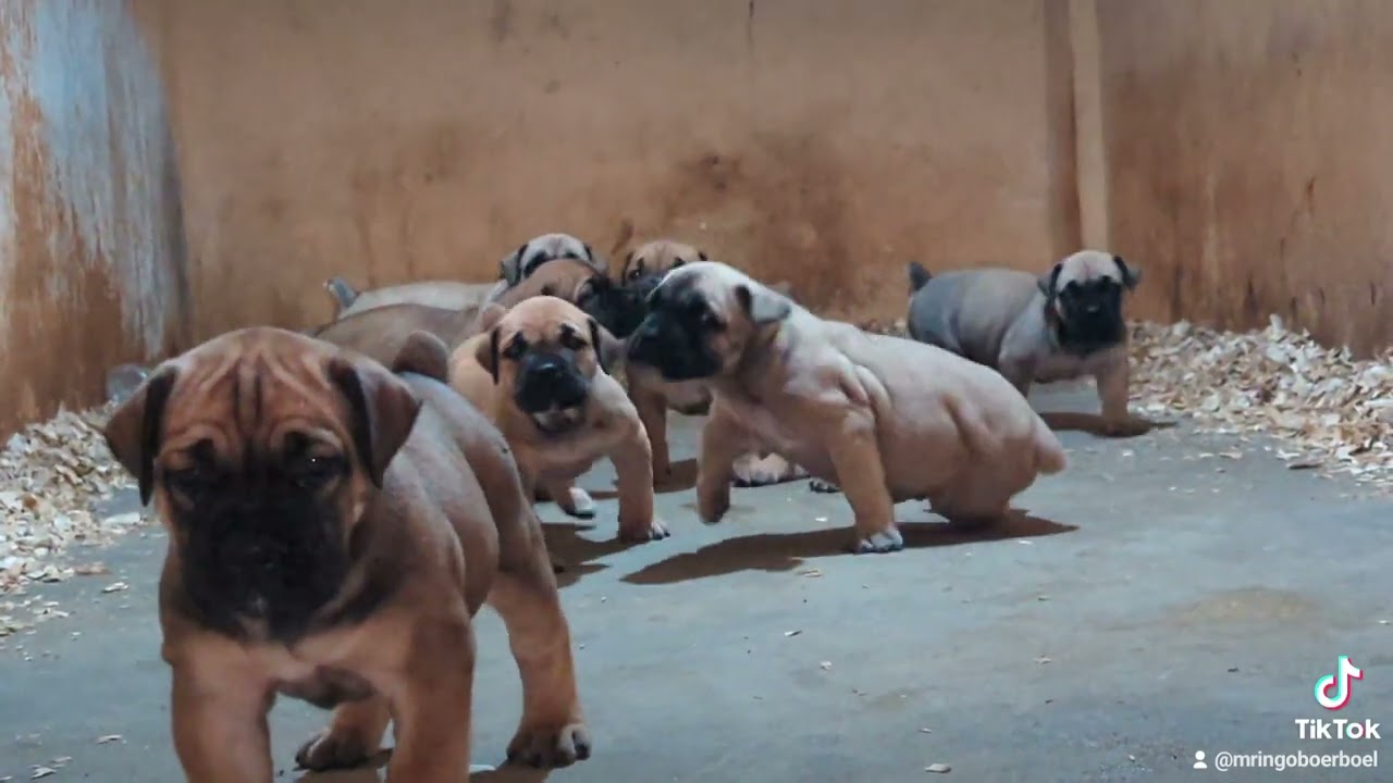 Mringo boel puppies at 32days old. Dinner preparation 🦍🦍🦍
