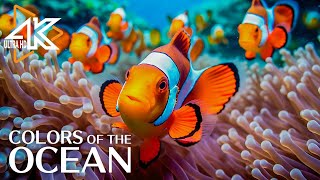 Aquarium 4K: Breathtaking Coral Reef Fish in Ultra HD - Tranquil Meditation Music