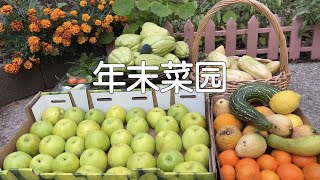 【年末菜园】还能有什么？