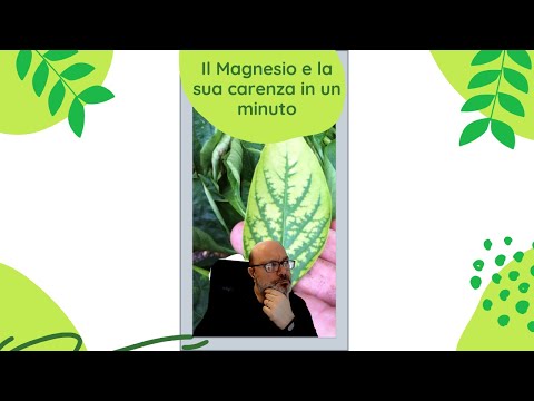 Video: Capire il ruolo del magnesio nelle piante - In che modo le piante usano il magnesio