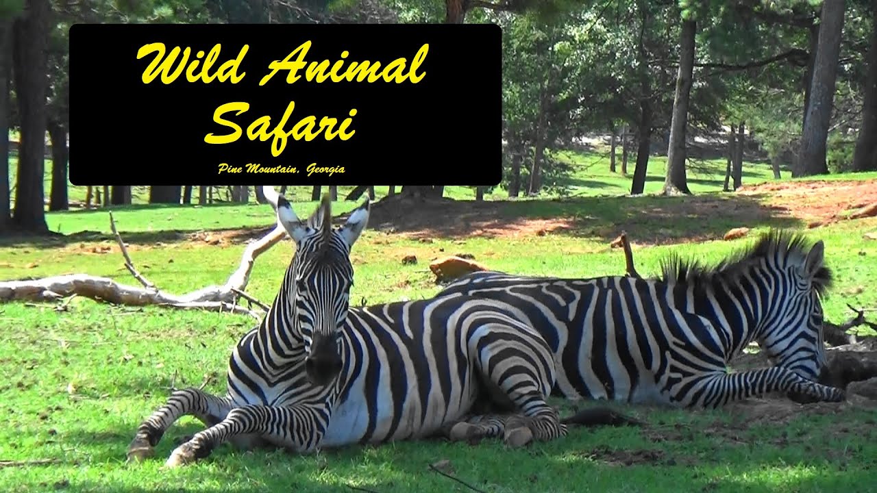 wild animal safari vimeo