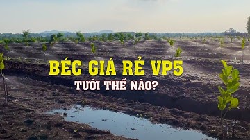 Lắp Đặt Hệ Thống Béc Tưới Sầu Riêng Mit Giá Rẻ VP5