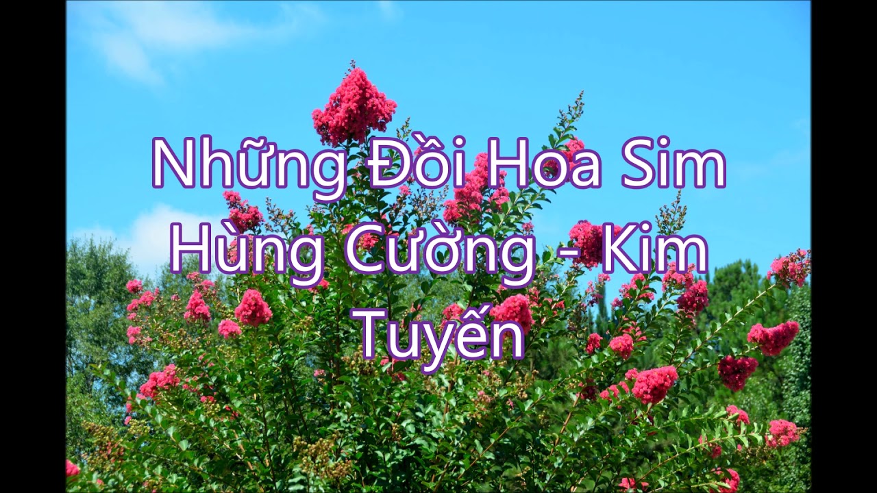 Những Đồi Hoa Sim - Hùng Cường - Kim Tuyến