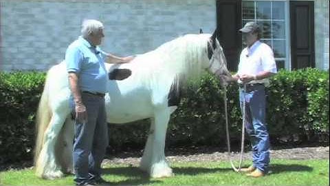 Gypsy Horse Conformation: Part 7 Judges in the Show Ring